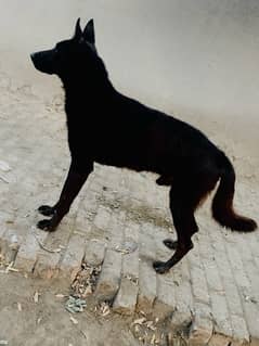 Belgium shepherd black for sale