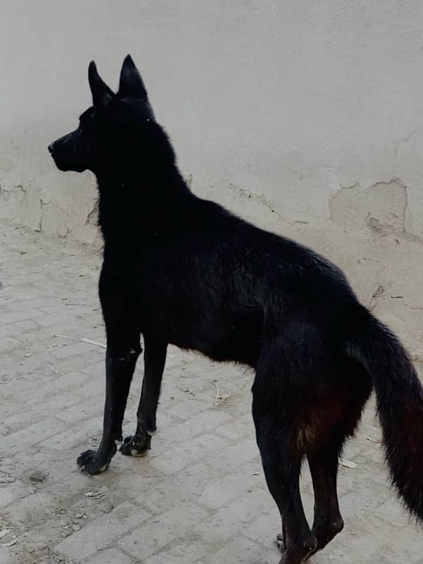 Belgium shepherd black for sale 1