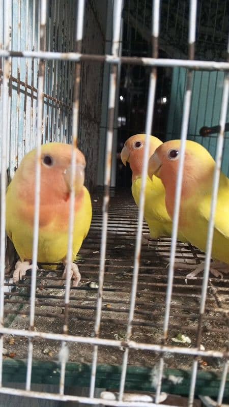 common lutino  lovebirds rosicoli 2