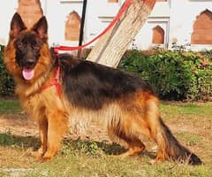 proper long coat gsd lowbak female for sale