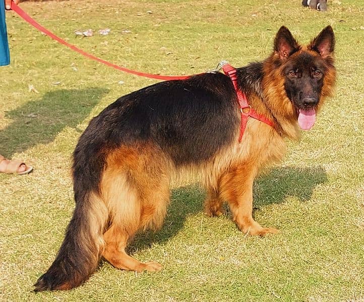 proper long coat gsd lowbak female for sale 1