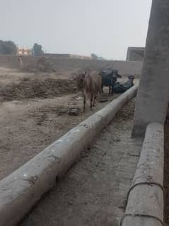 cow and Buffalo for sale with 2 male Buffalo child's and 1 female cow