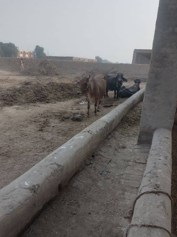 cow and Buffalo for sale with 2 male Buffalo child's and 1 female cow 0