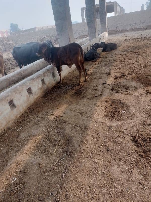 cow and Buffalo for sale with 2 male Buffalo child's and 1 female cow 1