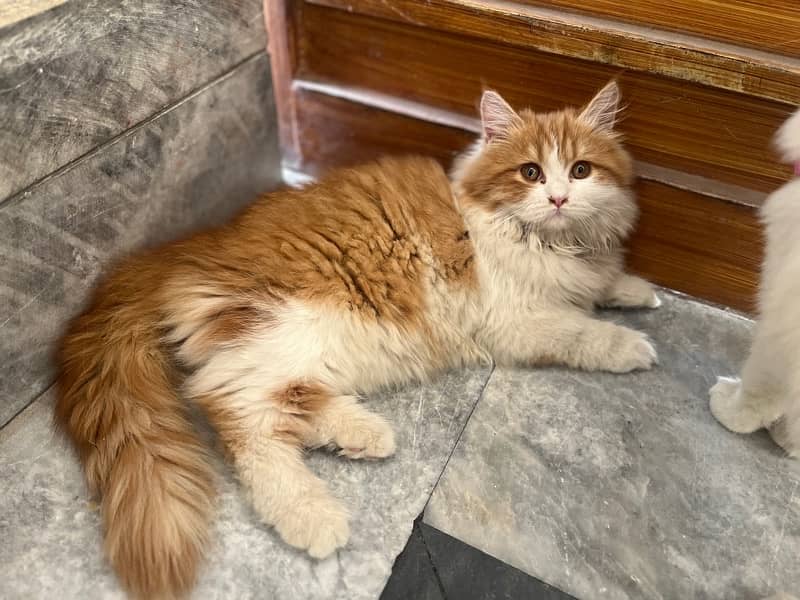 persian cat 0