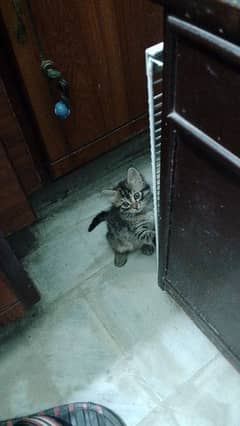 persian kitten of 2.5 mnth age