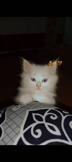 Persian | Tripple Coat | white Coat | ginger Coat | for Sale