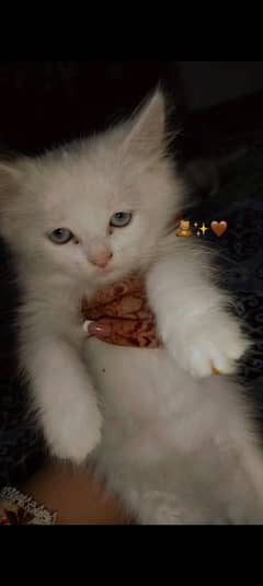 Persian | Tripple Coat | white Coat | ginger Coat | for Sale