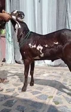 desi Bakra for sale/03492022936