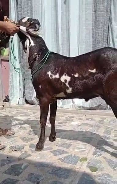 desi Bakra for sale/03492022936 0