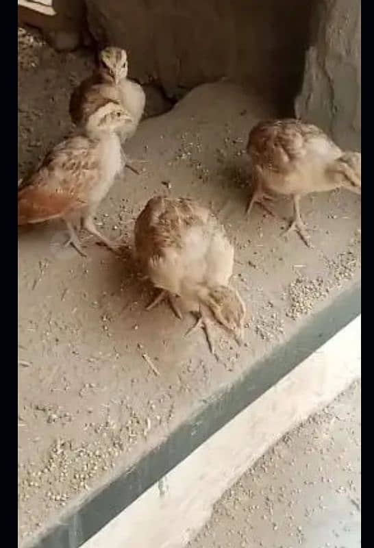 Irani tester chicks for sale healthy chicks price 4500 1