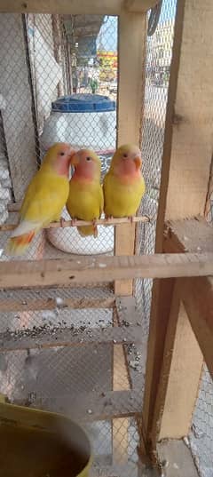 love birds paty for sale