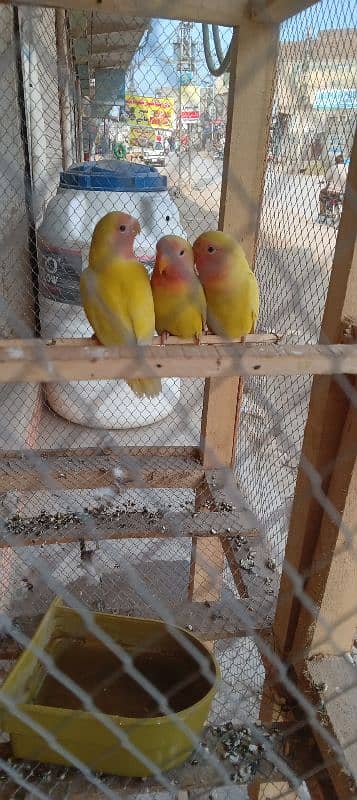 love birds paty for sale 1