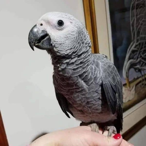 Amazing African gray parrot for sale 03259966261 0