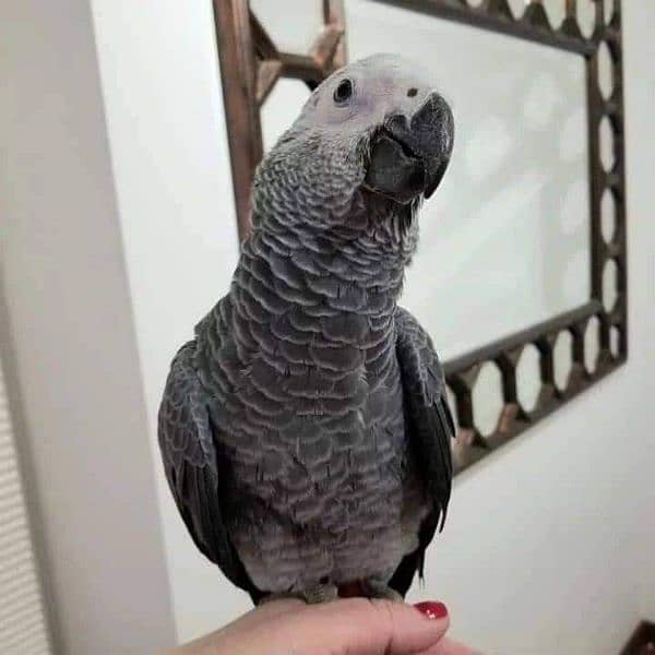 Amazing African gray parrot for sale 03259966261 1