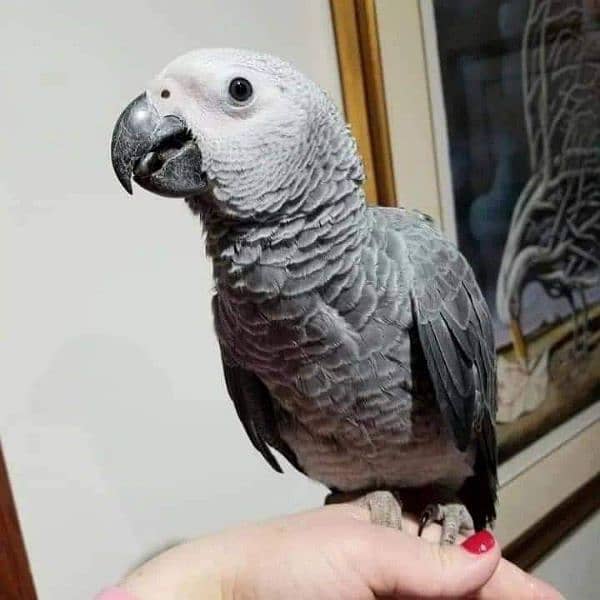 Amazing African gray parrot for sale 03259966261 2