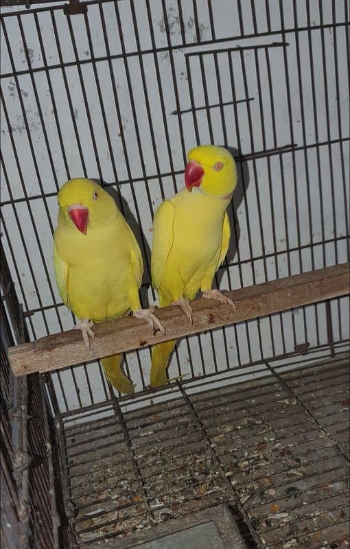 yellow breeder pair 0