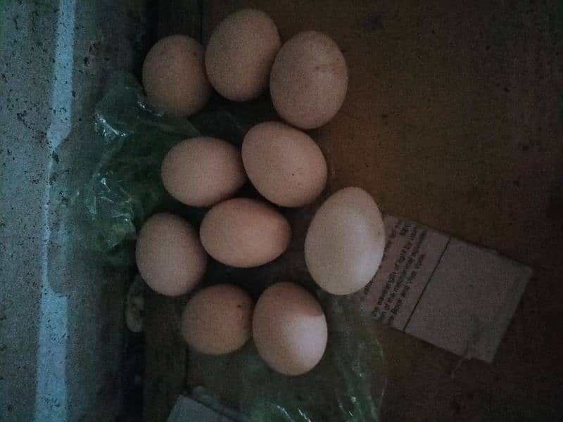 Aseel Fresh fertile egg available 0