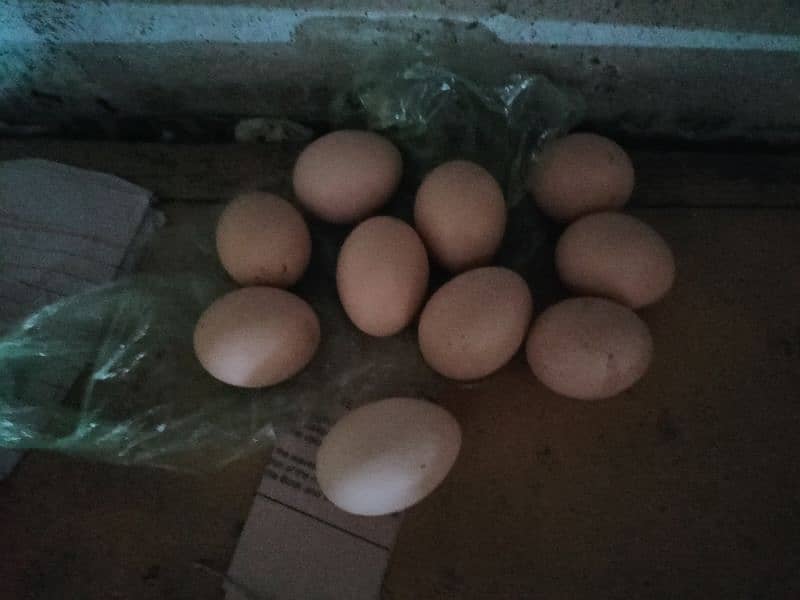 Aseel Fresh fertile egg available 1