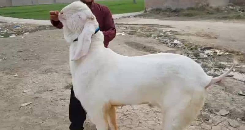 gulabi Bakra for sale/03492022936 0