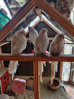 white cockatiel breader pair