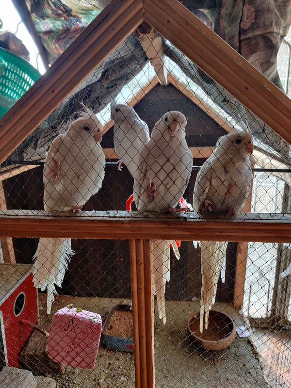 white cockatiel breader pair 0