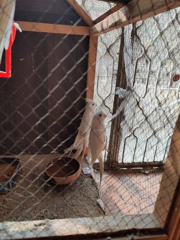 white cockatiel breader pair 1