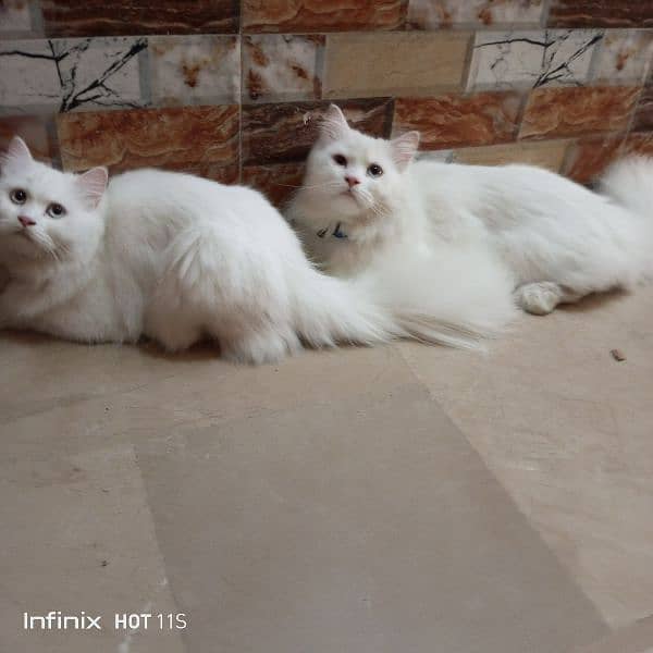 pure Persian White triple coated  0316 2490223 1