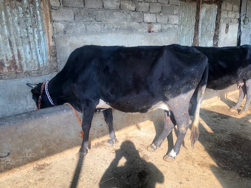 cow for sale 0