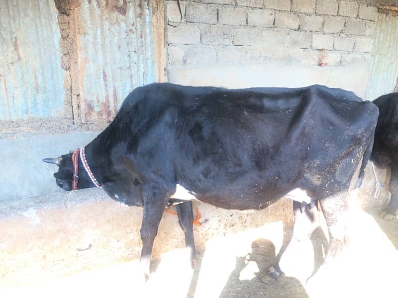 cow for sale 1