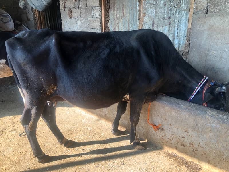 cow for sale 2