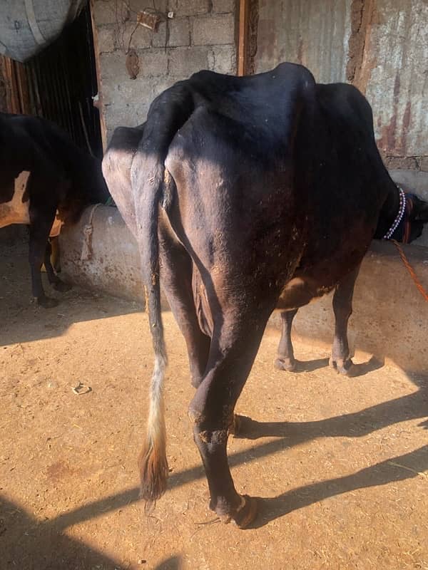 cow for sale 3