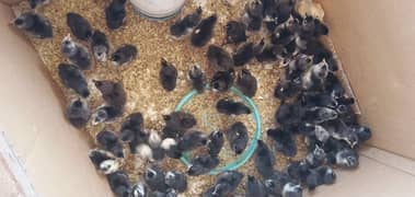 Australorp & Plymouth Chicks