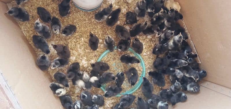 Australorp & Plymouth Chicks 0