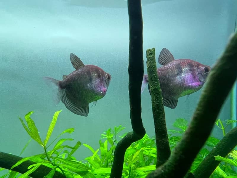 black skirt tetra, Albino shark and Moon tail molly 1