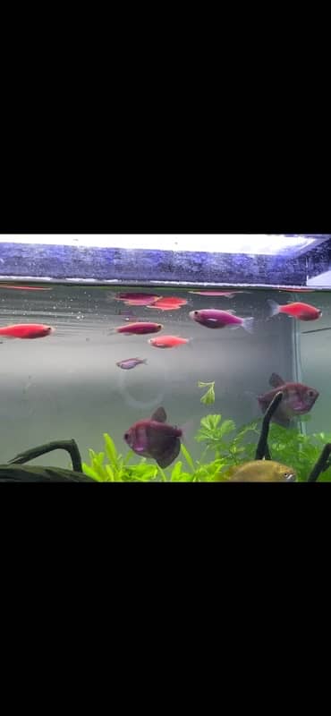 black skirt tetra, Albino shark and Moon tail molly 3