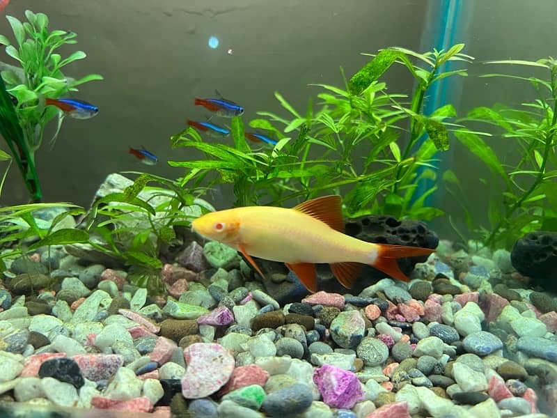 black skirt tetra, Albino shark and Moon tail molly 4