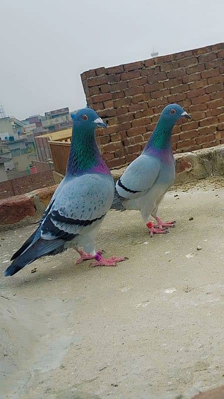 imported John Aden pigeon 9