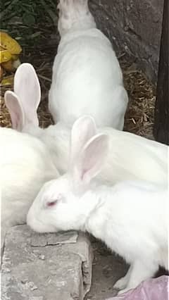 Red eyes rabbit breader pairs