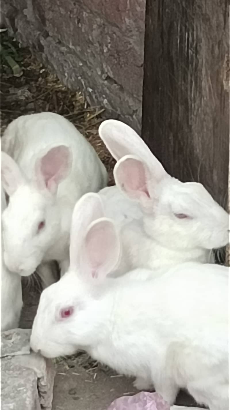 Red eyes rabbit breader pairs 1