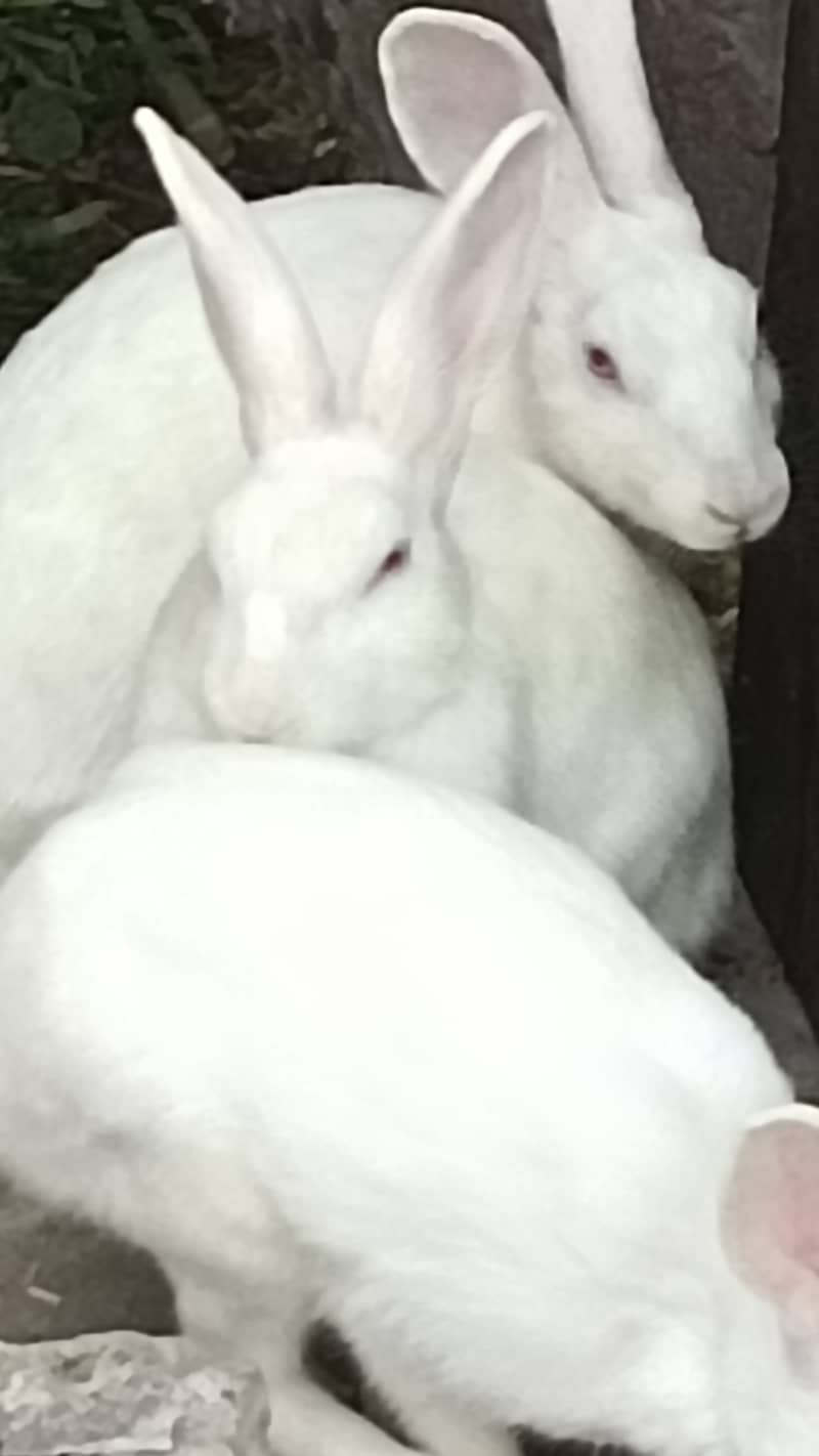 Red eyes rabbit breader pairs 3