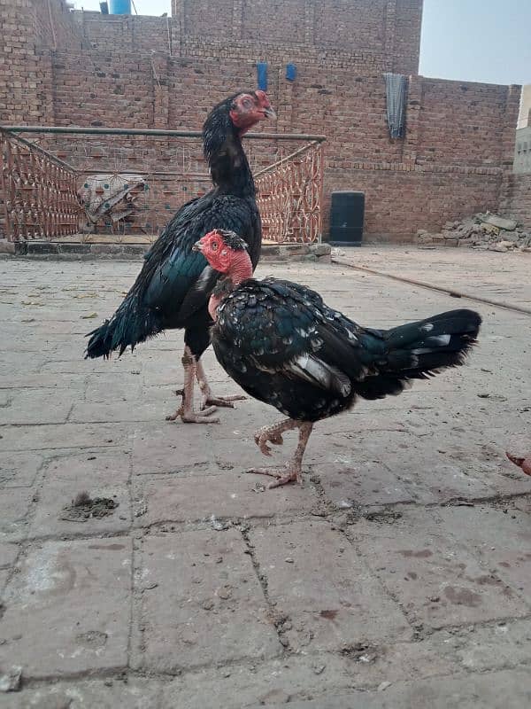 Black Aseel Murga+2 Murgea 3