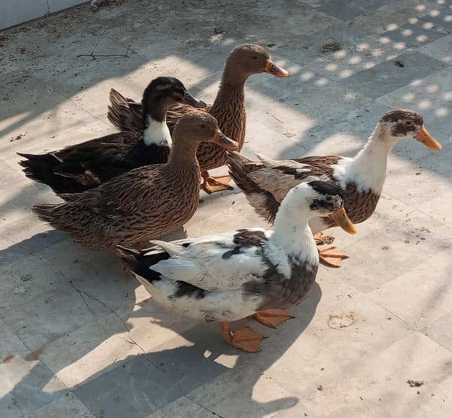 3 khaki ducks and 2 simple ducks 0