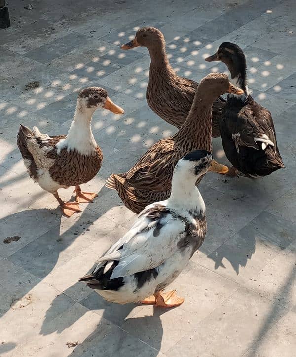 3 khaki ducks and 2 simple ducks 1