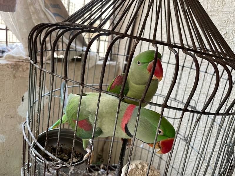 Raw Parrot Pair 0