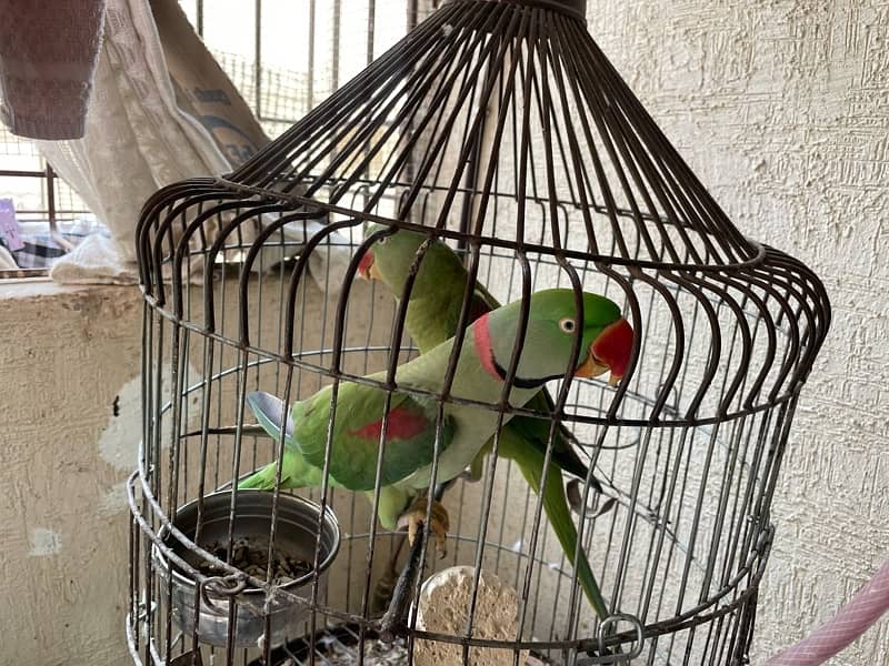 Raw Parrot Pair 2