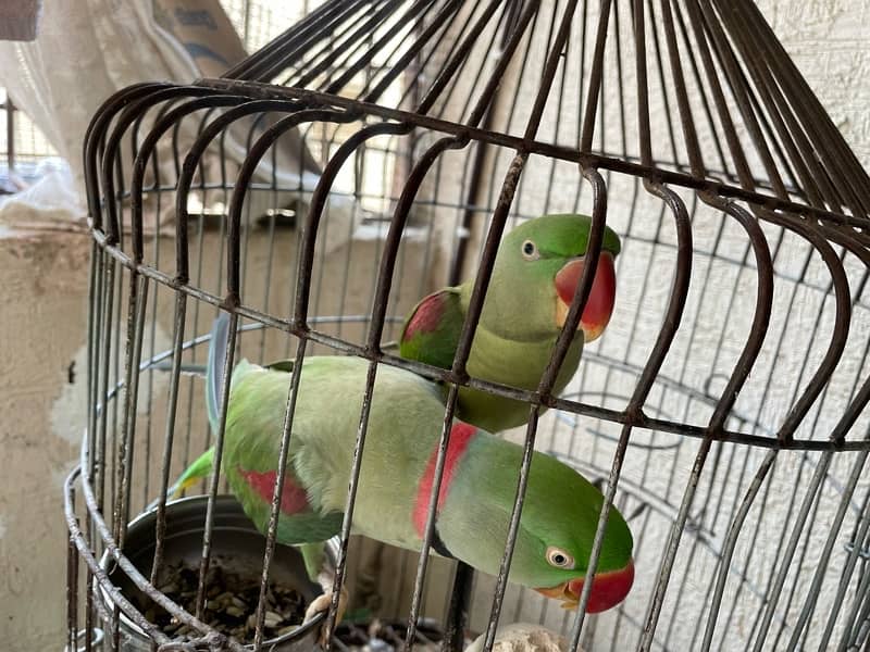 Raw Parrot Pair 3