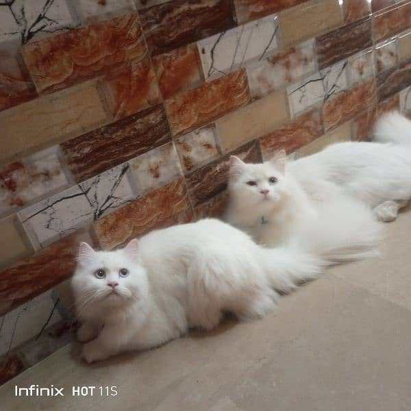 pure Persian White cats 0