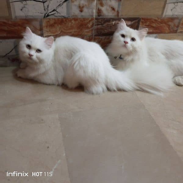 pure Persian White cats 1