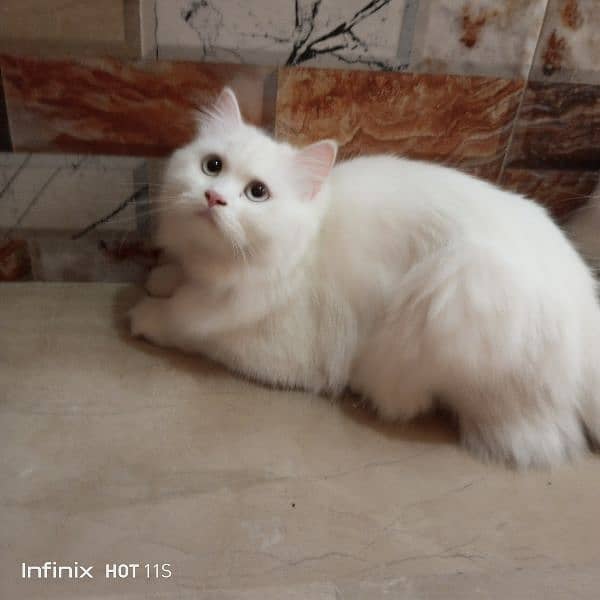 pure Persian White cats 2